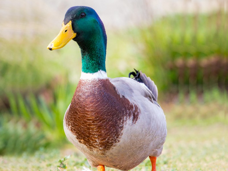 Deshi Duck (দেশি হাঁস) Clean & Dressed (With Skin)