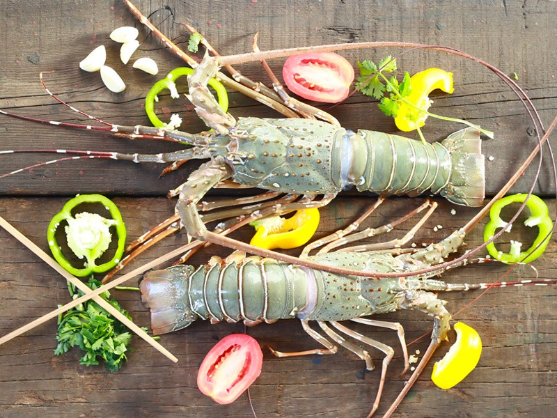 Sea Lobster Whole (Size: 500gm)