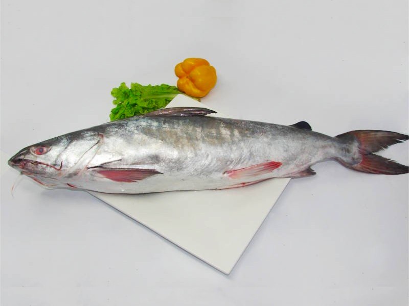 Sea Rita Fish whole ( Size : 1kg+)