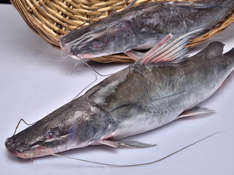 River Ayer Fish Whole (Size: Small 3pcs kg)